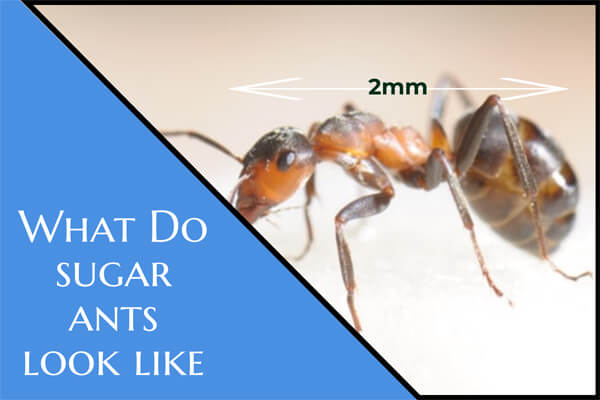 what do sugar ants look like