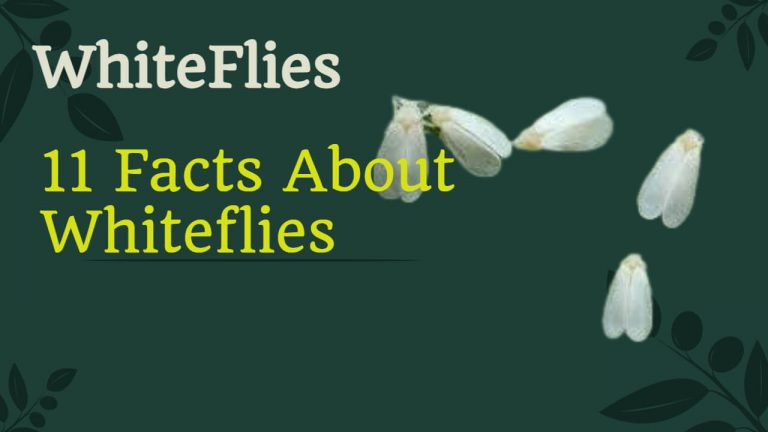 11 Facts about Whiteflies [What do they eat, where do they live, Lifecycle and More]