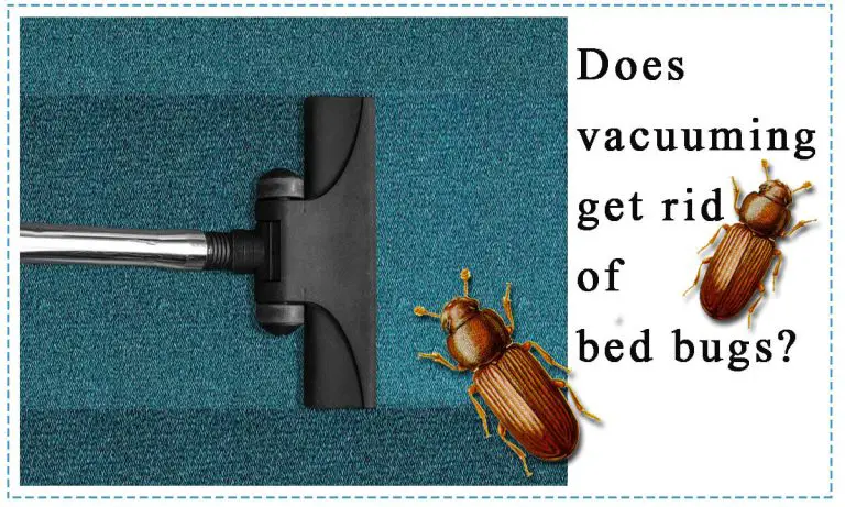 Can Bed Bugs live on Carpet? Does Vacuuming Get rid of Bed Bugs?