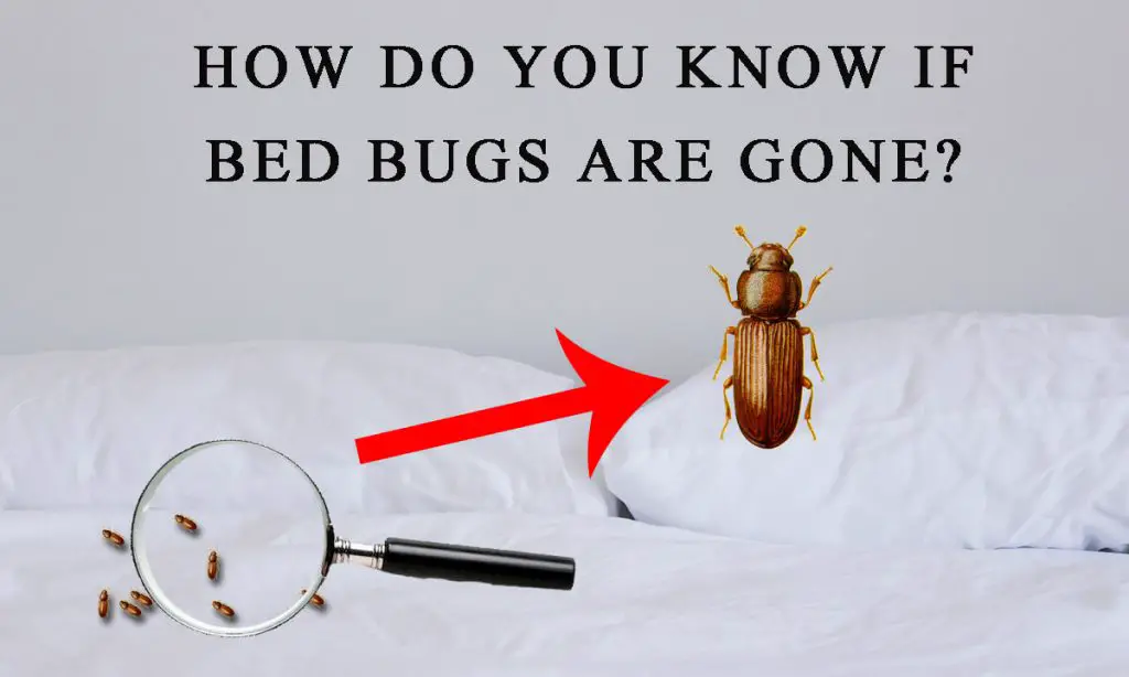 how do you know if the bed bugs are gone