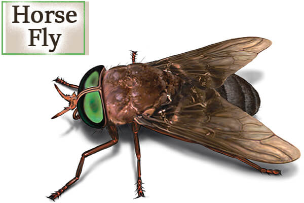 horse fly