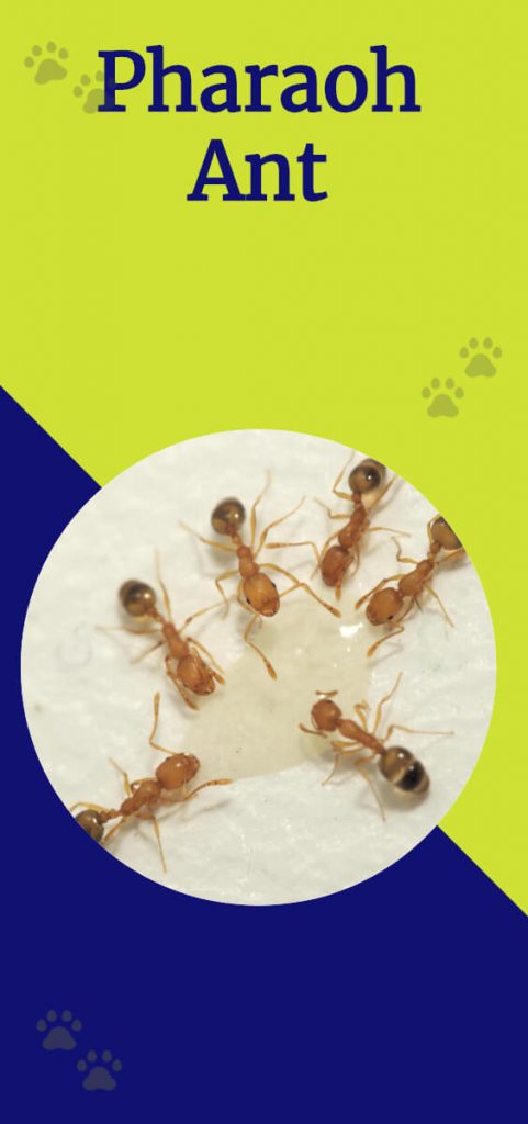 Pharaoh Ants 