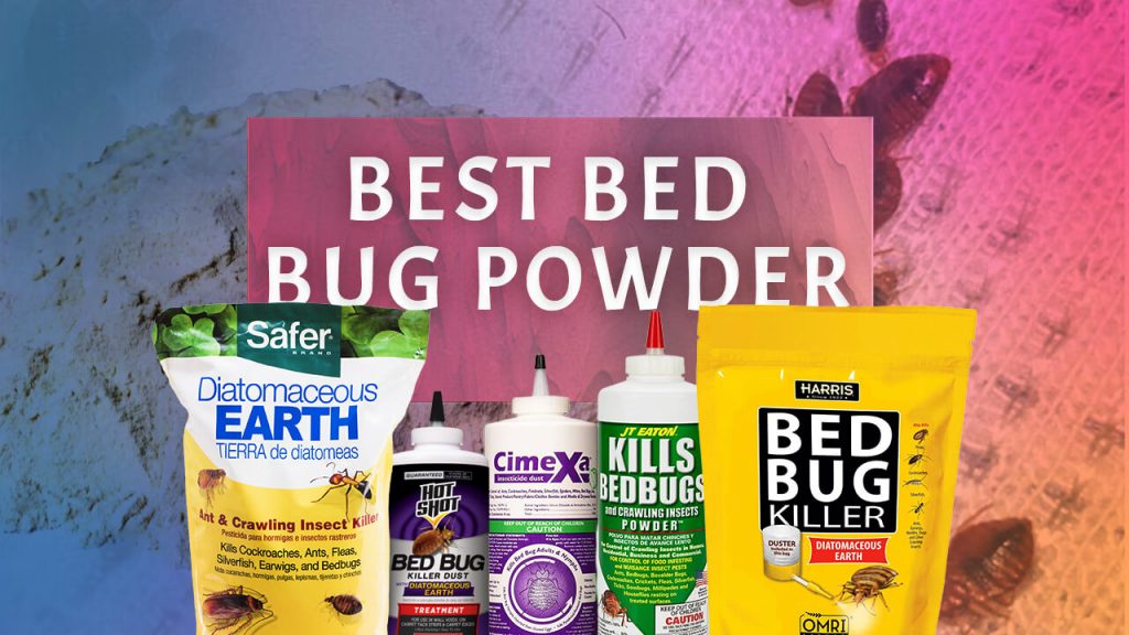 best bed bug powder