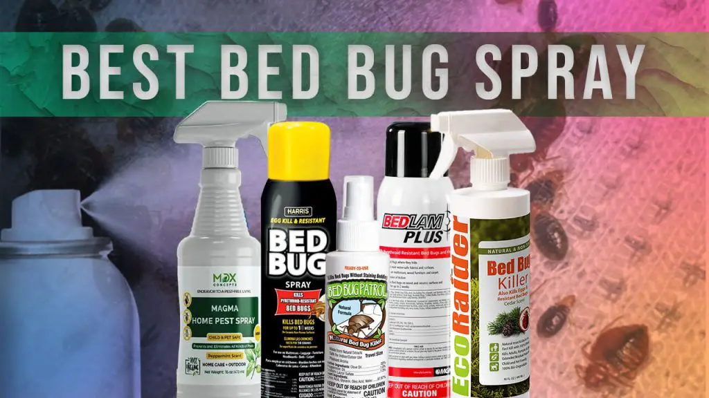 best bed bug spray