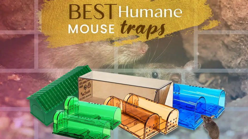 Top 5 Best Humane Mouse Traps