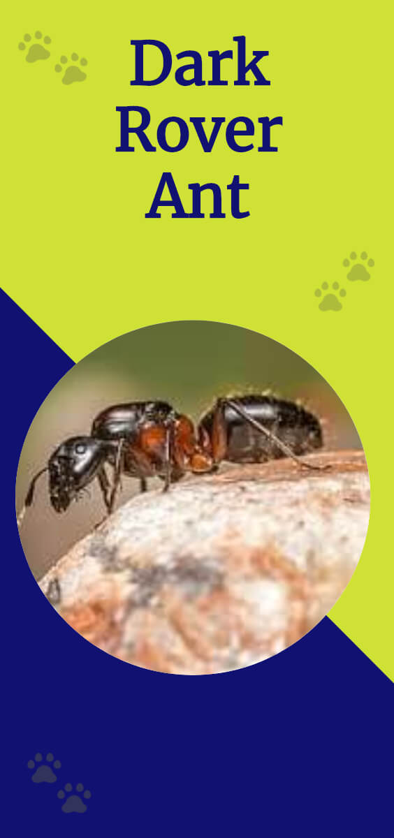 Types of Ants | How to get rid of Ants Naturally | DIY Ant Repellents