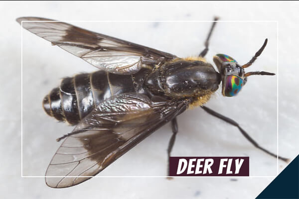 deer fly