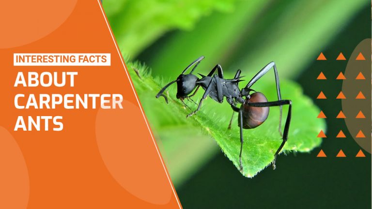 21 Facts About Carpenter Ants [Black Ants Vs Carpenter Ants]