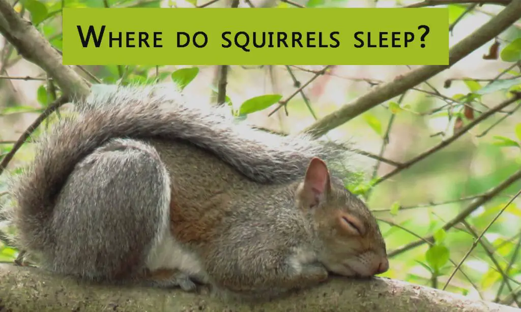 Where do squirrels sleep