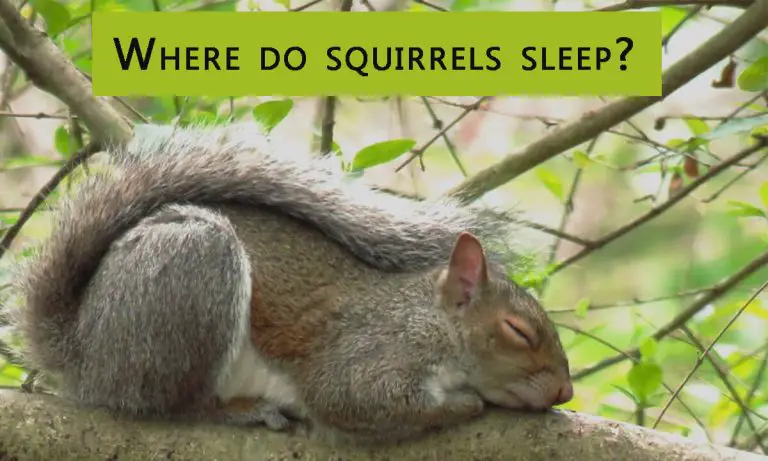 Where Do Squirrels Sleep? How Long Do Squirrels Sleep?