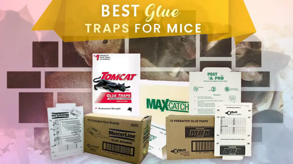 Best Mouse Glue Trap