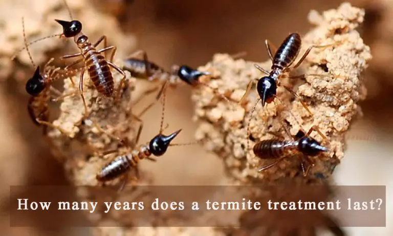 How Long Does a Termite Treatment Last?