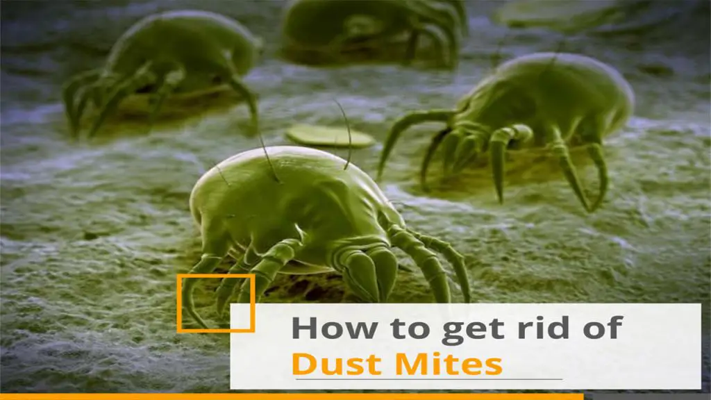 How to Get rid of Dust mites