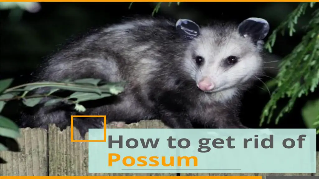 how to get rid of phorid possums