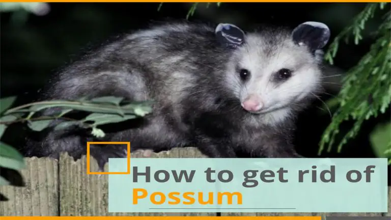 How to Get rid of Possums | Top 7 Best Possum Repellents