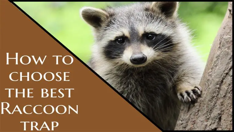 How to Get rid of Raccoons | Top 10 Best Raccoon Traps & Buyer Guide