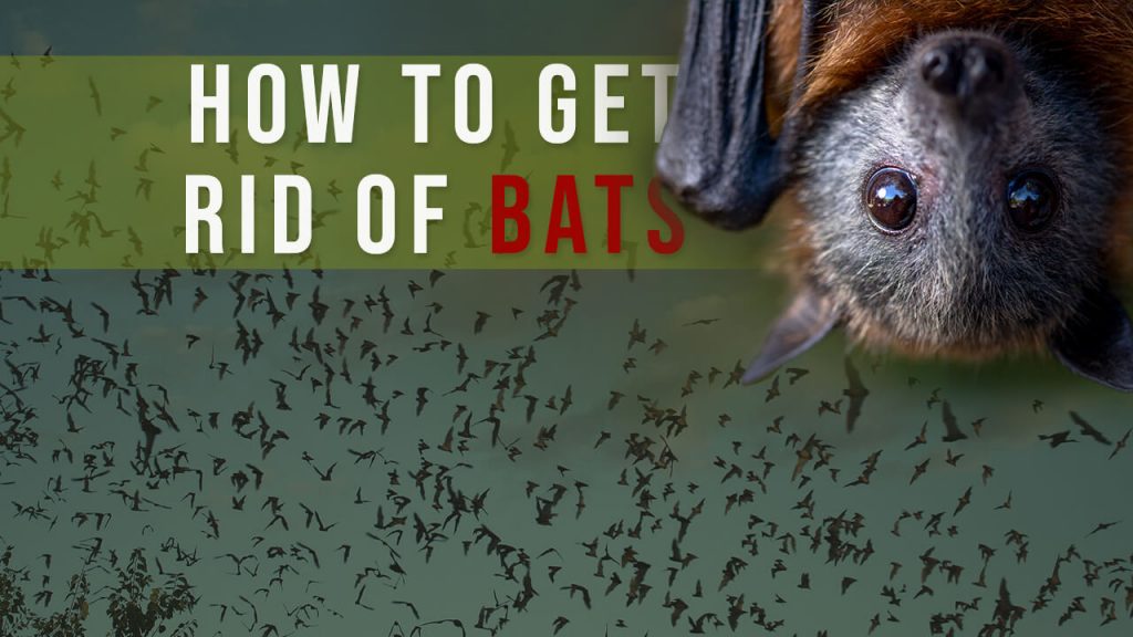 how to get rid of bats