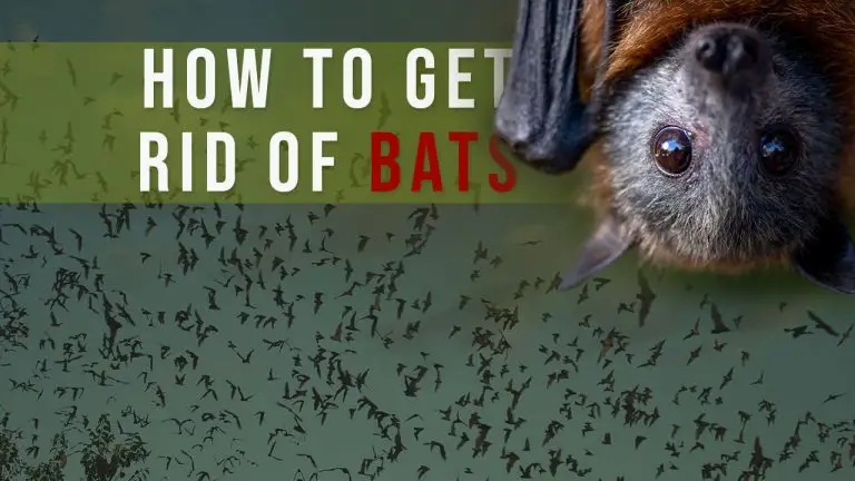 How to Get rid of Bats? Top 5 Best Bat Repellents & Buyer Guide