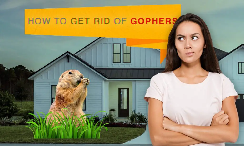 how to get rid of gophers