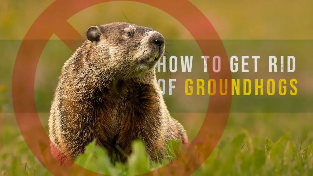 how to get rid of groundhogs - Best groundhog traps and repellents