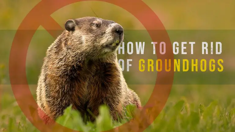 How to Get rid of Groundhogs | Top 6 Best Groundhog Repellents