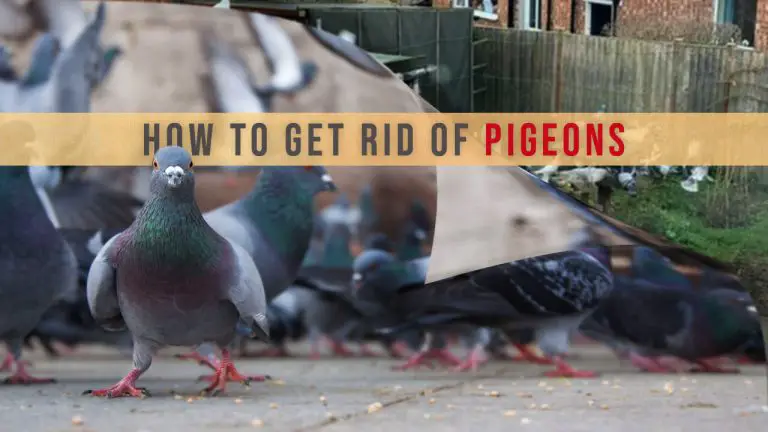 How to Get rid of Pigeons? Top 11 Best Pigeon Repellents