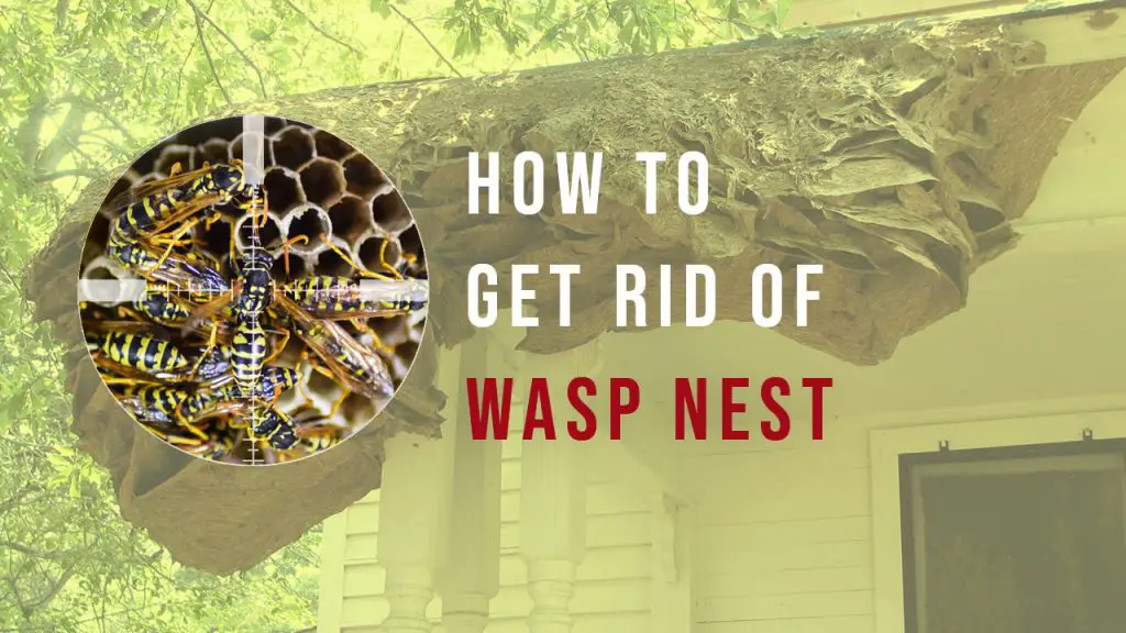 how to get rid of wasps