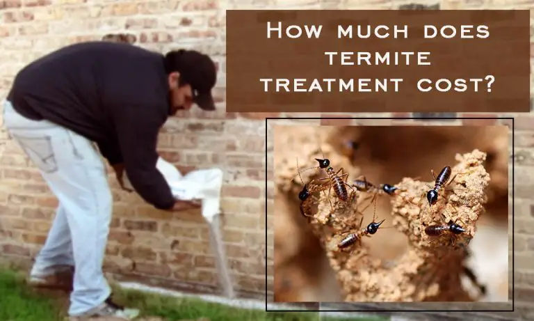 How much does Termite Treatment Cost ? Types of Termite Treatments