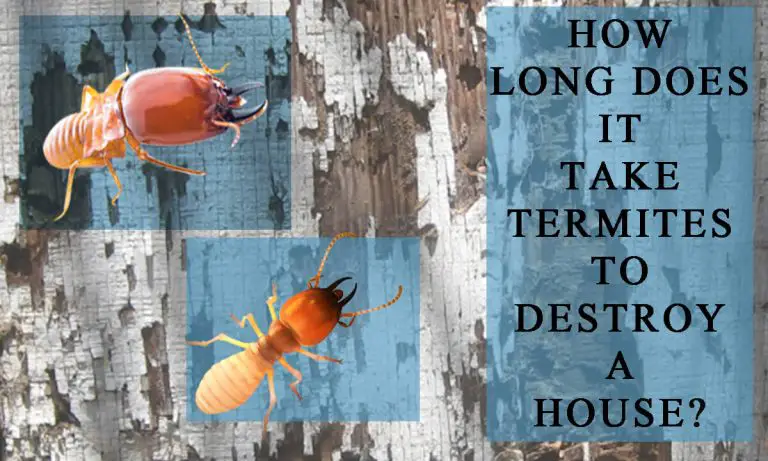 How Long Does It Take Termites to Destroy a House?