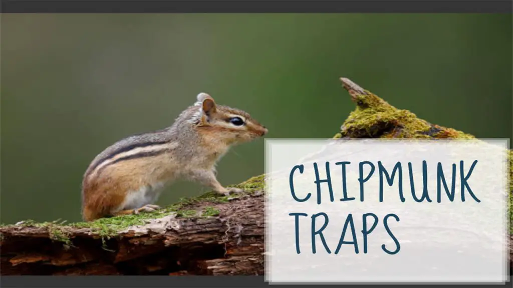 how to get rid of chipmunks