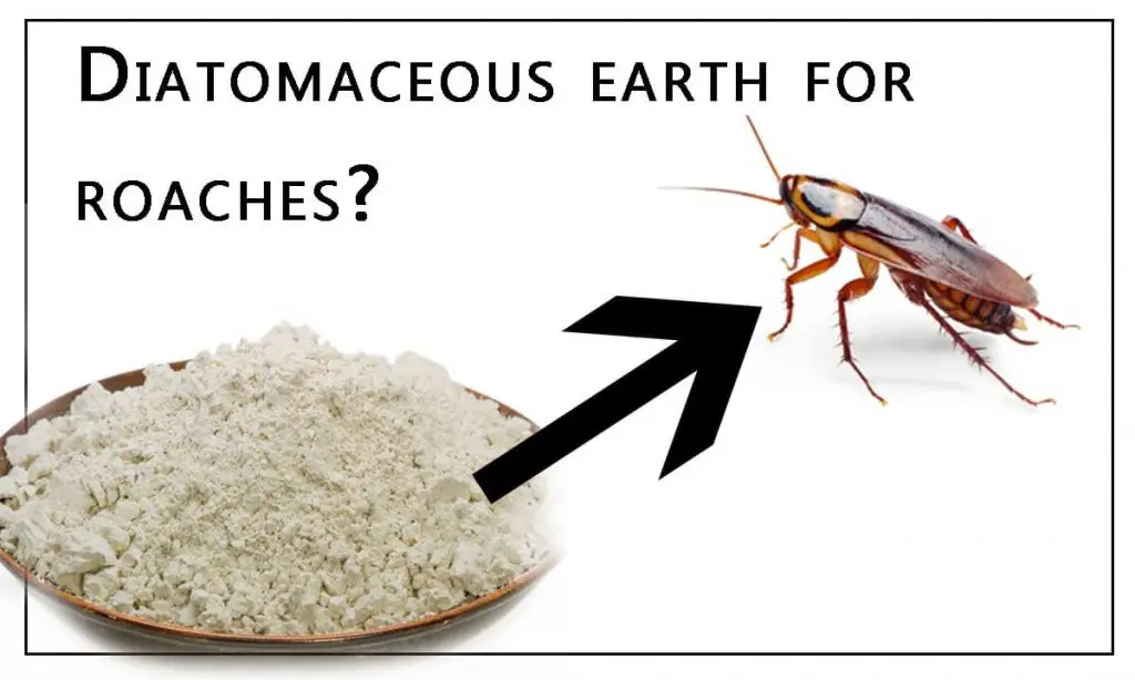 Diatomaceous Earth for Roaches
