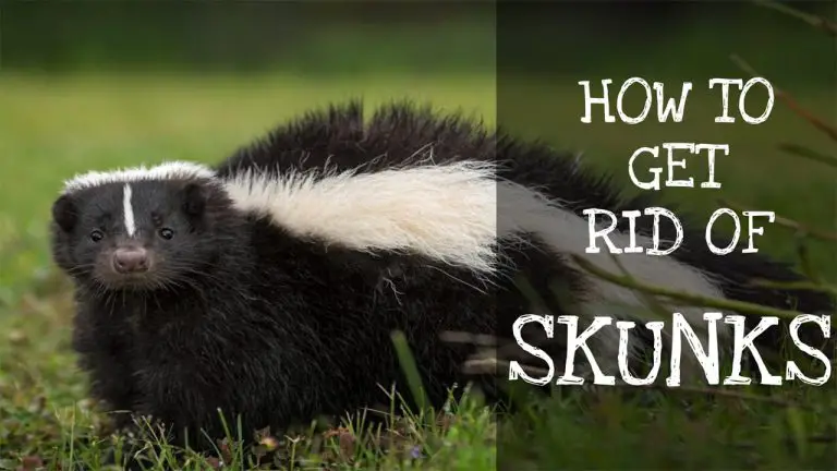 How to Get rid of Skunks | Top 7 Best Skunk Traps & Buyer Guide