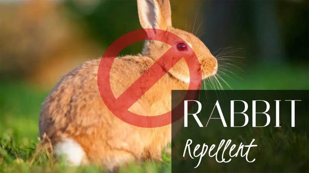 How to Get rid of Rabbits - Top 6 Best Rabbit Repellents