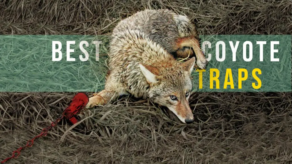 how to get rid of coyotes - best coyote traps