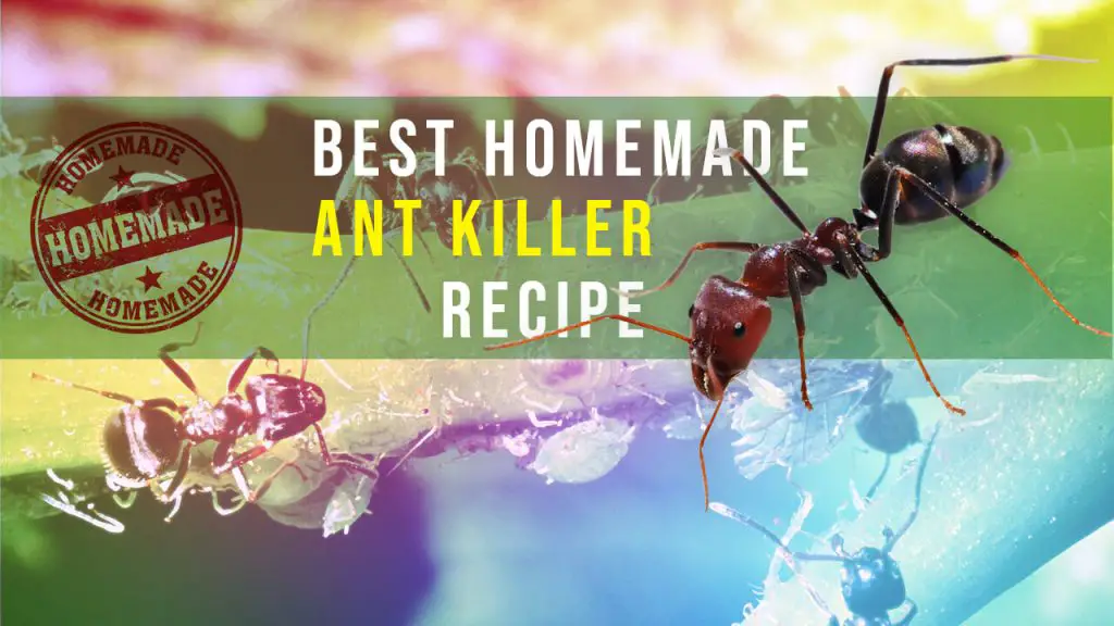 homemade ant killers