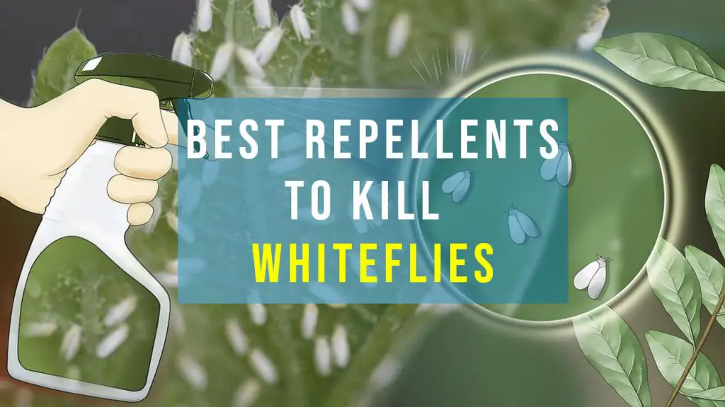 how to get rid of whiteflies