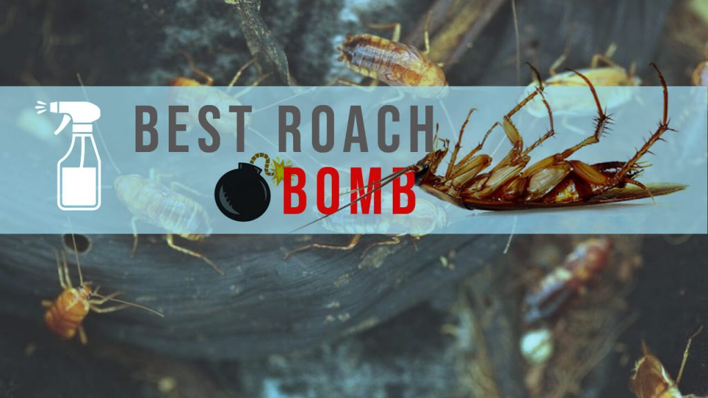 best roach bombs
