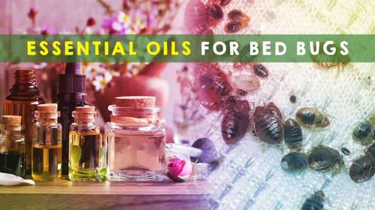 11 Best Essential Oils for Bed Bugs | How to Use them against Bed Bugs