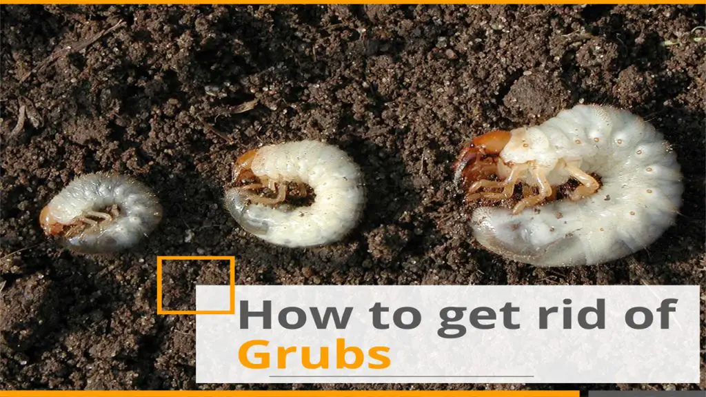 how to get rid of grubs - best lawn grub killer