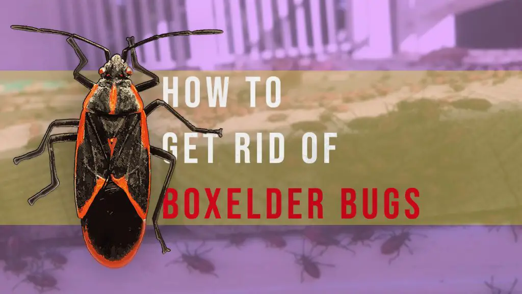 how to get rid of boxelder bugs