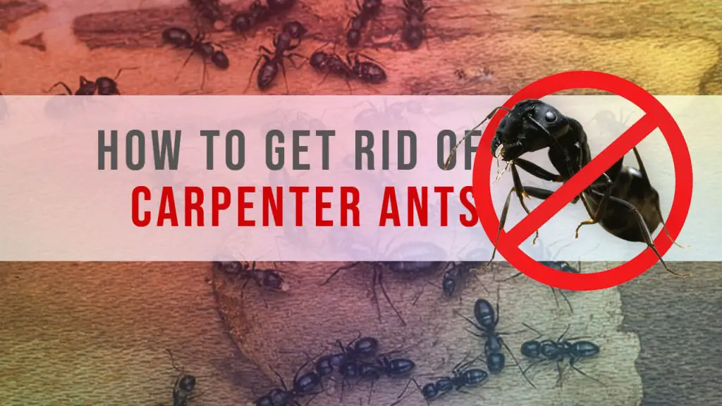 how to get rid of carpenter ants