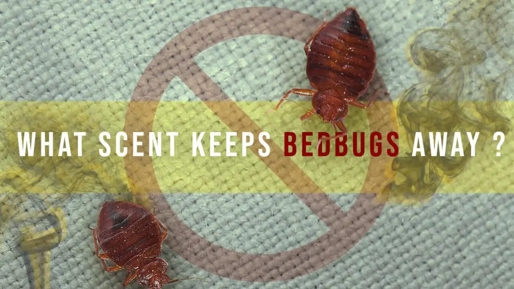 What smell does bed bugs hate