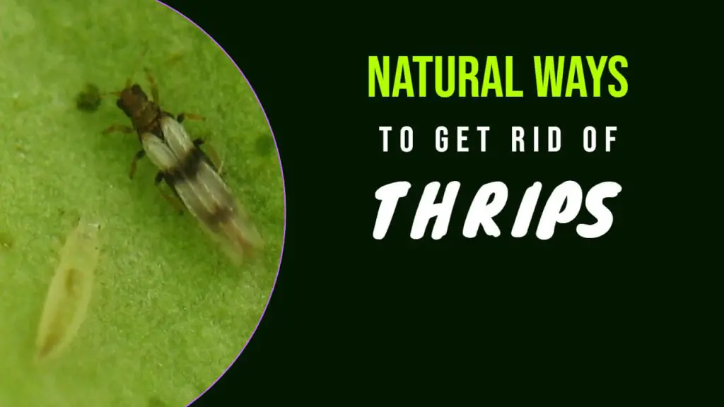 How to Get rid of Thrips Naturally