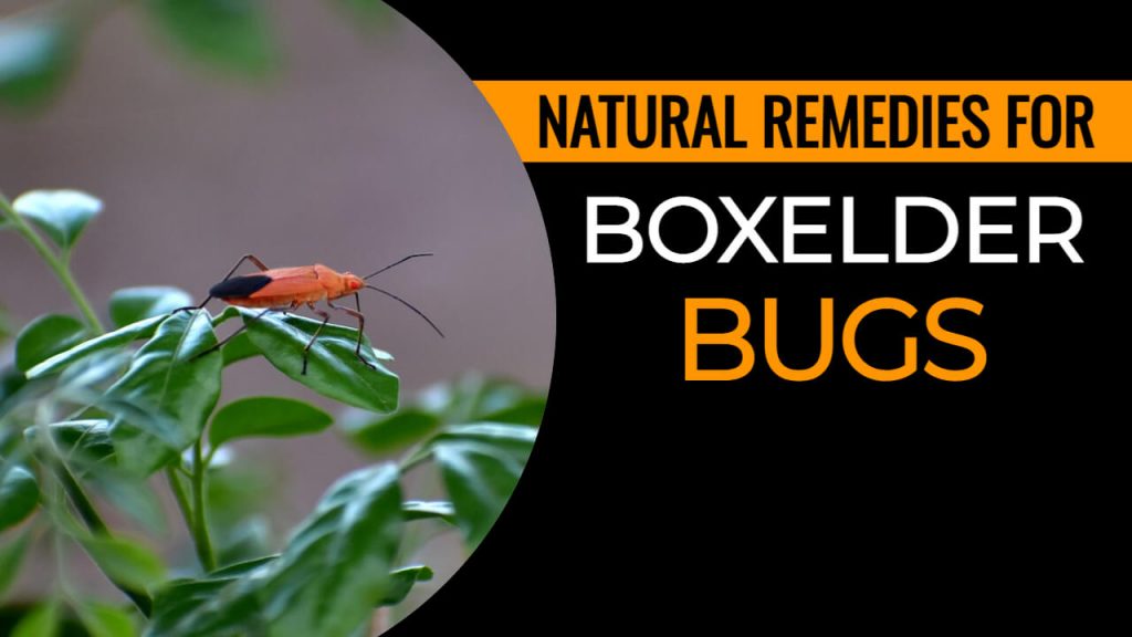 How to Get rid of Boxelder Bugs Naturally