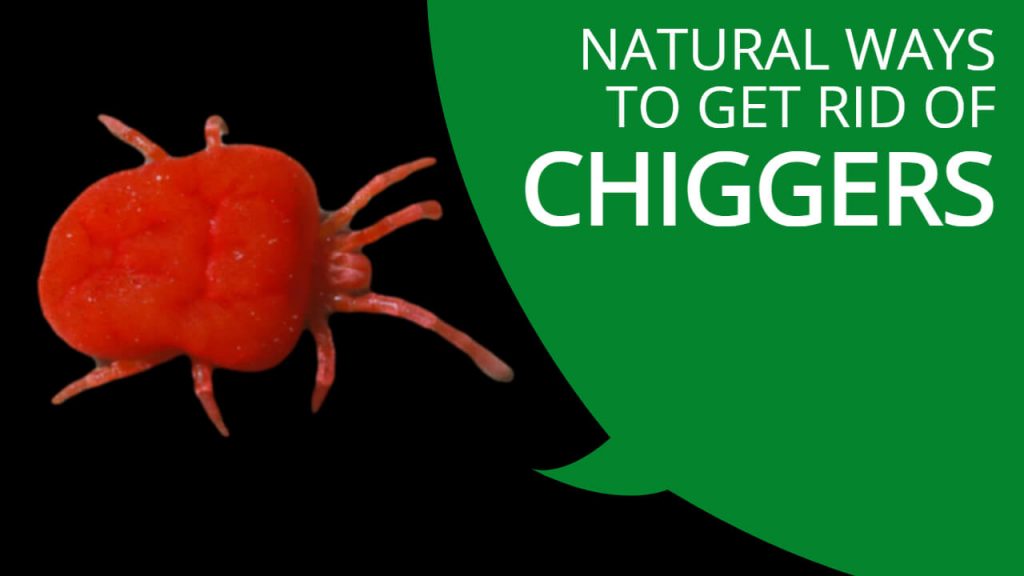 get rid of chiggers naturally