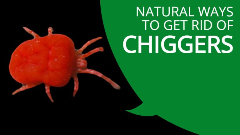 Natural Remedies to Get rid of Chiggers | Homemade Remedies for Chigger Bites