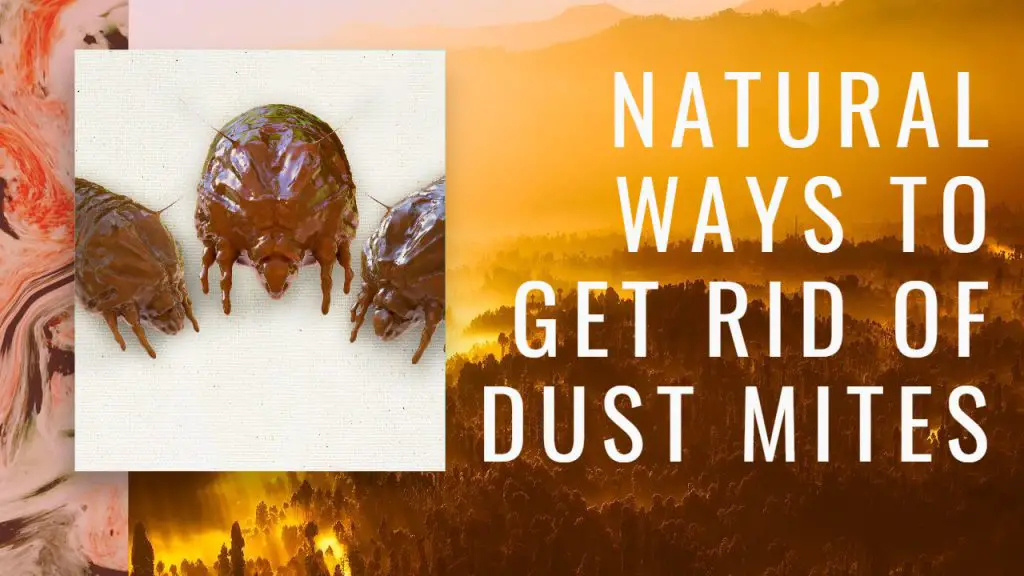 natural way to kill dust mites