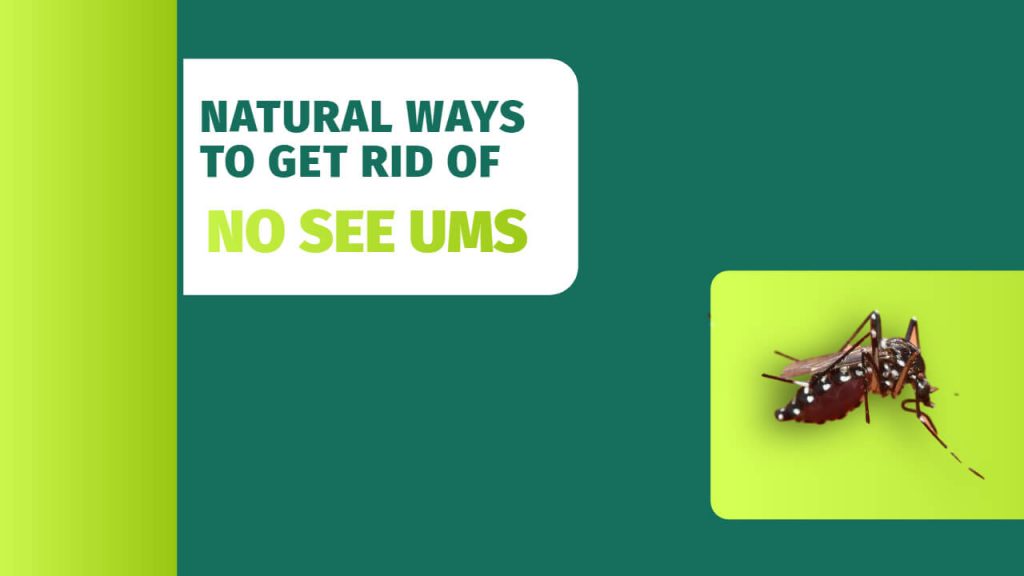 how to get rid of no see ums naturally