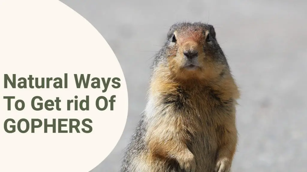 how to get rid of pocket gophers naturally