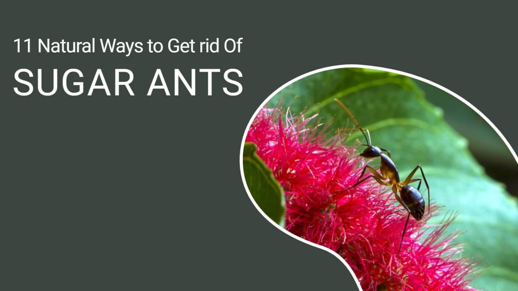 how to get rid of sugar ants naturally